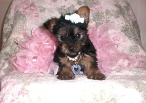 Males and females Yorkshire Terrier puppies for adoption to good loving and caring homes