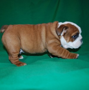 Top Quality English Bulldog Puppies