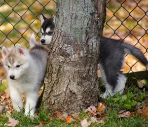 Top Quality Potty Trained Blue Eyes Siberian Husky Puppies For  A New Year Gift.