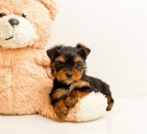 Adorable Yorkshire terrier puppies for adoption