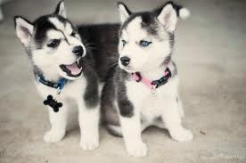 XMAS husky puppies for free adoption.