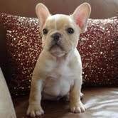 *.*Beautiful French Bulldog Puppies for adoption*.*......