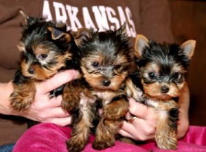 Yorkshire Terrier (Yorkies) AKC/CKC Reg--10 Weeks Old 910-390-0745