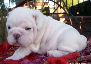 English bulldog puppies