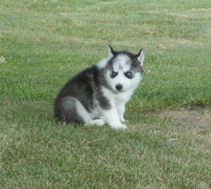 Black and White Siberian Husky puppies with blue eyes.