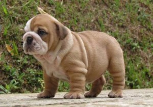 Nice Charming English Bulldog puppies for Caring Home's