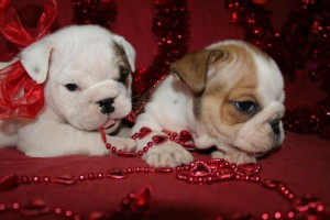 Quality English Bulldog Puppies For Adoption