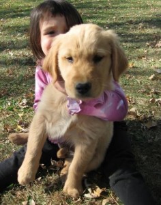 Adorable Golden Retriever Puppy For Adoption