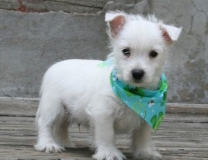 vet checked, well socialized, and guaranteed. I have 5 females and 3 males West Highland White Terrier