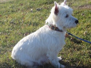 Wyatt is super sweet and is available.friendly, loving and energetic Westies.