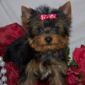 Outstanding Male and Female Yorkie Puppies For A Home