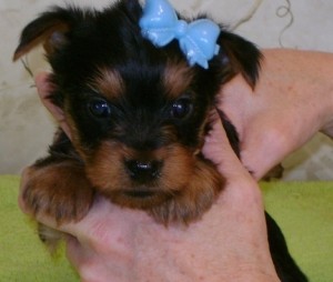 APRI registered purebred.Yorkshire Terrier