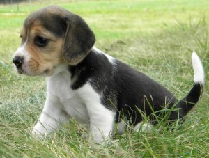 beagle jkc registered with papers