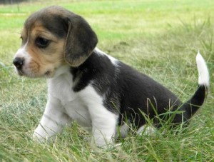 akc black-tan &amp; white ticked male beagle