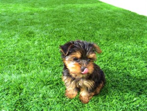 female yorkie puppy for adoption