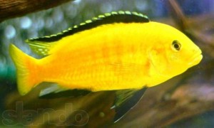 TOP QUALITY AROWANDA FISH FOR THE BEAUTIFICATION  OF YOUR HOME CONTACT 012371646613 FOR MORE INFORMATION AND PICTURES.