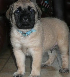 PUG PUPPIES READY JUST IN TIME FOR CHRISTMAS!