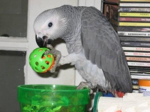 Awesome Talking pair of talking African gray parrots