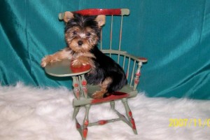 Healthy Cute Free Yorkshire Terrier Puppy for free.