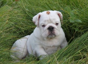 Brilliant and Outstanding English Bulldog Puppies