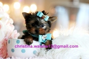 Cute Purebred Male and Female Teacup Yorkie puppies fora adoption