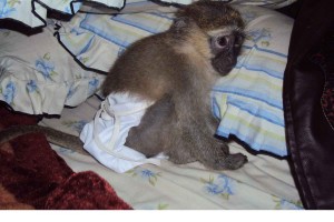 femal capuchin  monkey for adoption