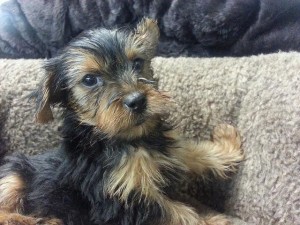 Just a cute pedigree mini yorkie puppy