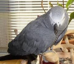 $1,000, cake - Grey Congo African Grey Parrot