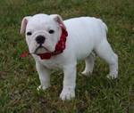 Akc Champion English Bulldog puppies for adoption