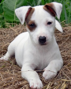 jack russell puppies