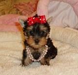 wow yorkies pupy for adoption to a new home