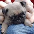 Pug puppies for adoption