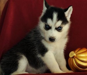 Top Quality Akc Blue Eyes Siberian Husky Puppies For New Year text 530-802-2557