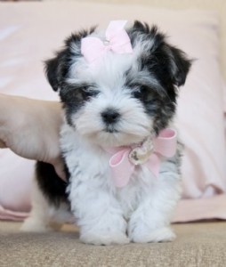 Teacup Biewer Morkie Males and Female pups available now.....