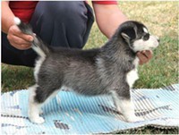 lovely Siberian Husky Puppies ###(your phone number)