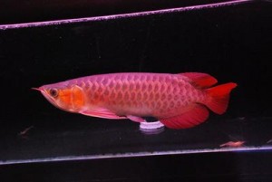 Diversed Arowana fish for sale . Text via 1 (918) 236-1127