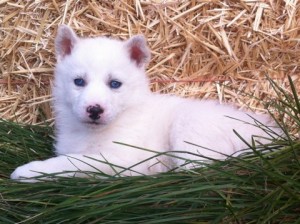 Beautiful Siberian Huskies Puppes For  Rehoming