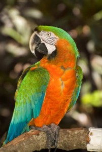 DNA Tested male Catalina macaw parrots for adoption