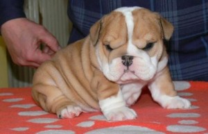 Miniature English Bulldog puppy for a good pet love home