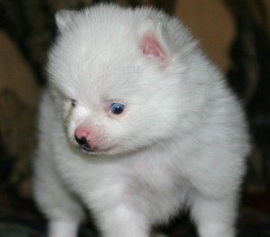 Pure Breed Pomeranian puppies available now at affordable price