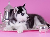 Registered Siberian Husky Puppies For Adoption