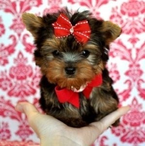 Healthy Male and Female Yorkie Puppies For    Adoption (Include your phone #)