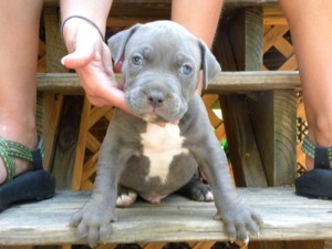 ADBA registered Blue nose pittbull puppies for adoption