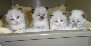 Ragdoll kittens New Years Addition to your family..