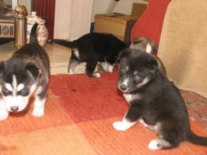 Siberian Husky Puppies for adoption