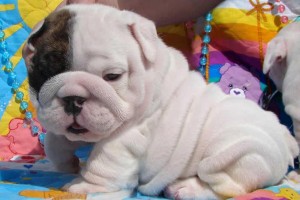 AKC Reg. English Bulldog Pups For Adoption