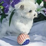 snow white maltese puppies. pls text (515) 992-7433