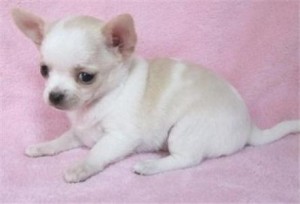 Awesome male and female chihuahua puppies