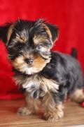 Teacup Yorkie Puppies For new year