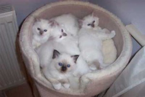 Birman Kittens